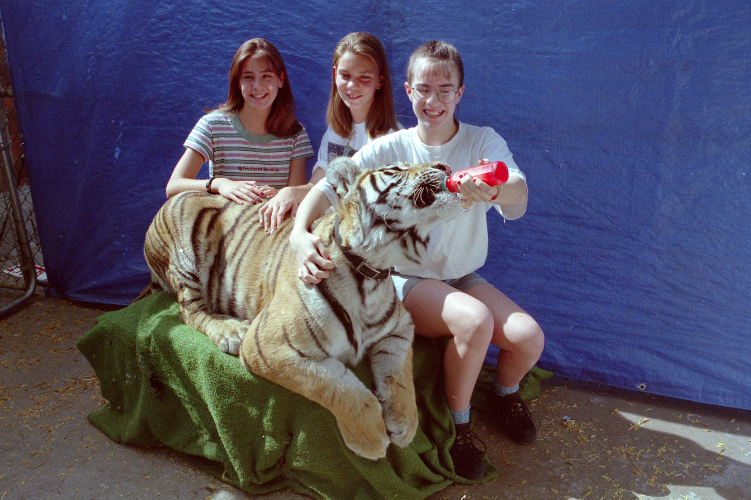 Tiger at Rimrock Mall, 1996